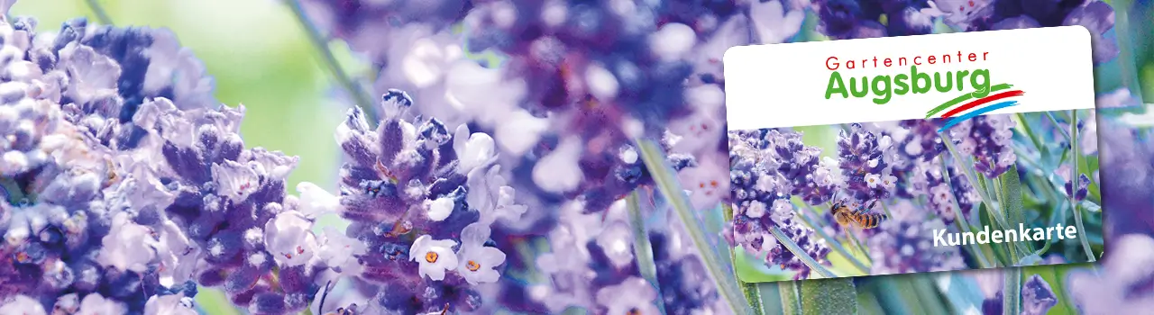 Lavendel im Vordergrund, rechts daneben eine Kundenkarte vom Gartencenter Augsburg.