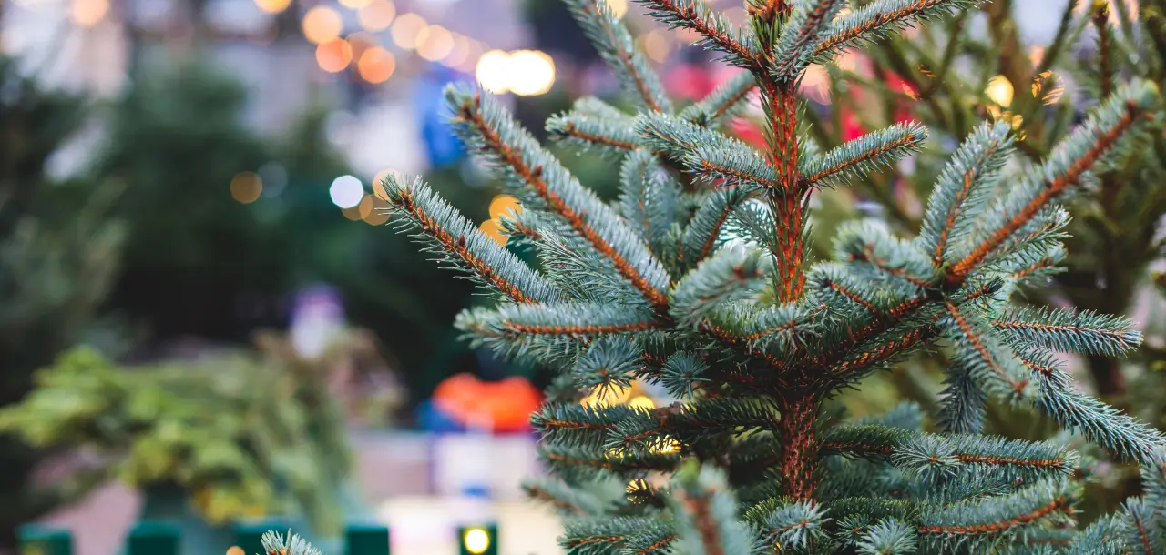 Nahaufnahme von Tannenbäumen