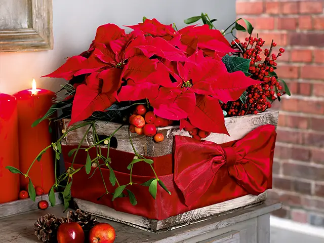 Pflanzen in Holzkiste weihnachtlich dekoriert